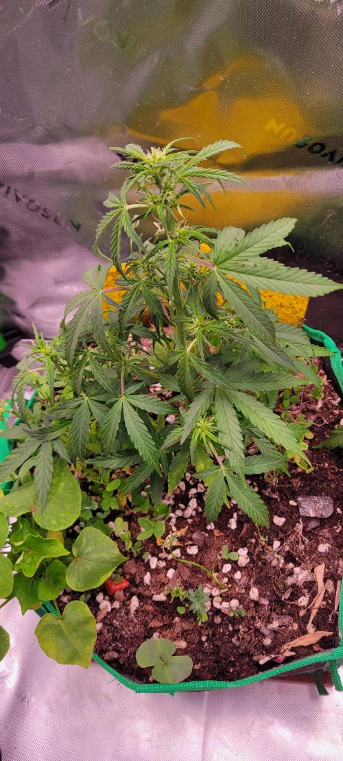 Grape Ape F1 Zamnesia. Week 5