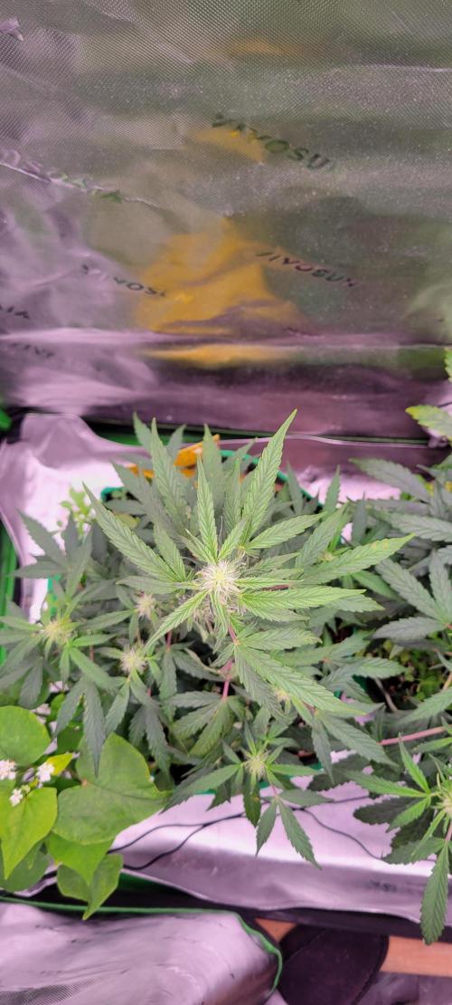Grape Ape F1 Zamnesia. Week 6