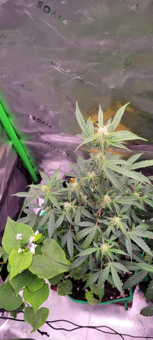 Grape Ape F1 Zamnesia. Week 6