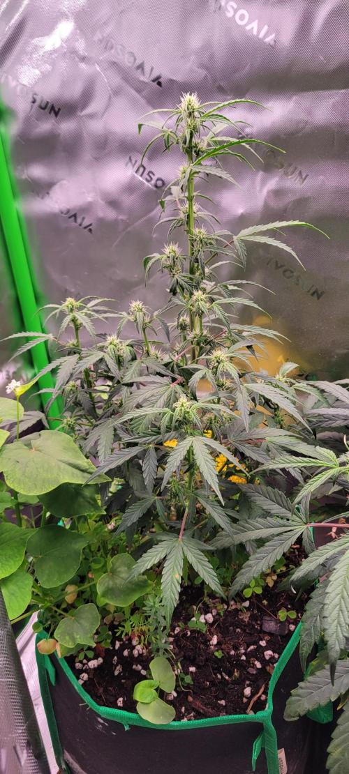 Grape Ape F1 Zamnesia. Week 6
