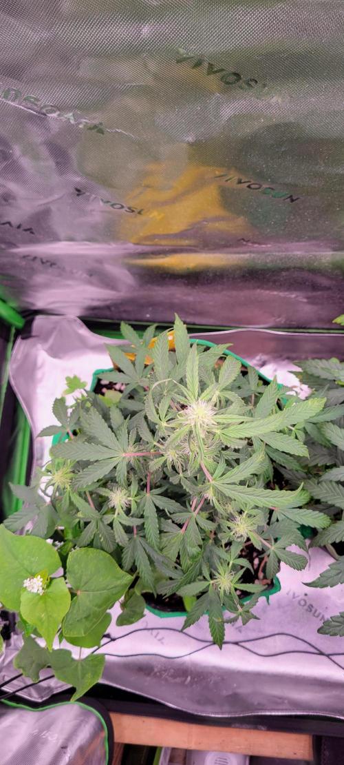 Grape Ape F1 Zamnesia. Week 6