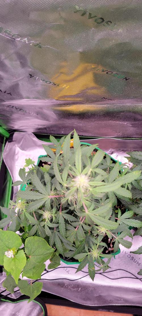 Grape Ape F1 Zamnesia. Week 6