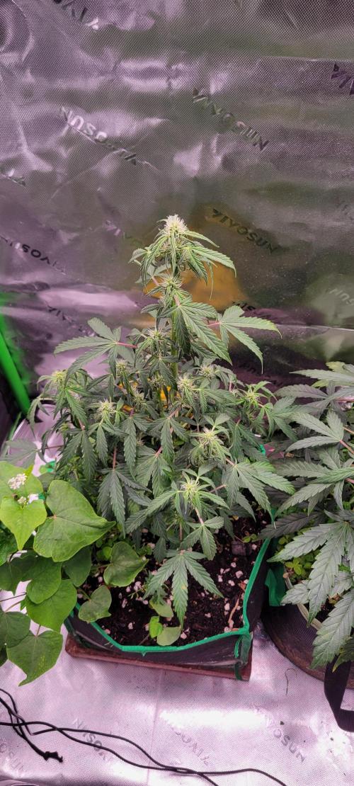 Grape Ape F1 Zamnesia. Week 6