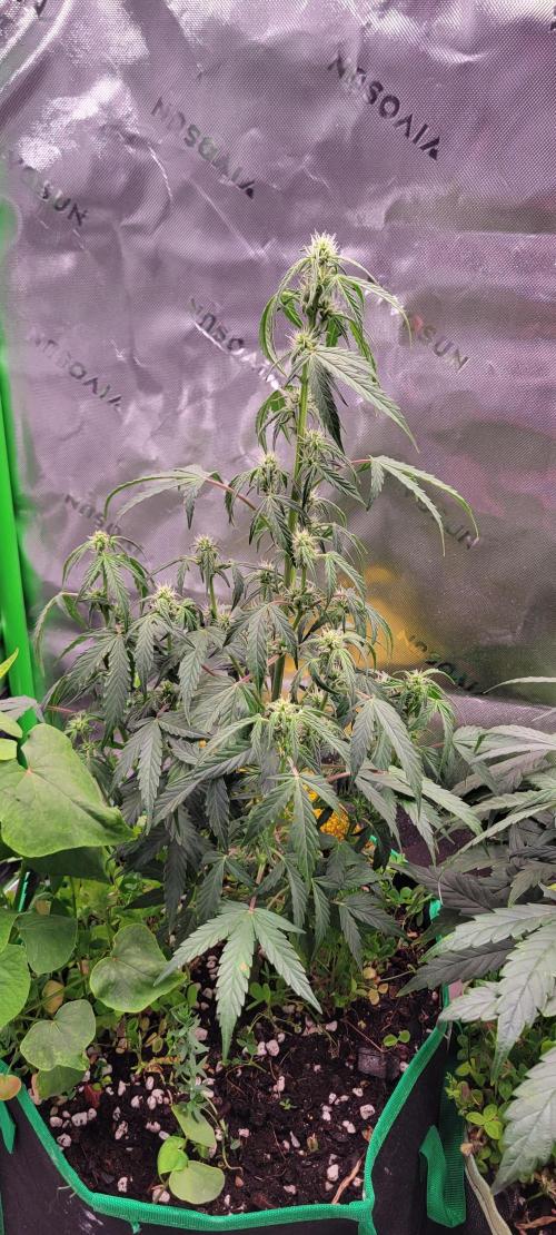 Grape Ape F1 Zamnesia. Week 6