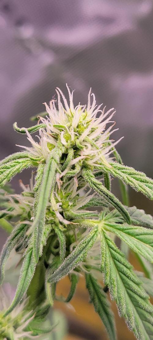Grape Ape F1 Zamnesia. Week 6