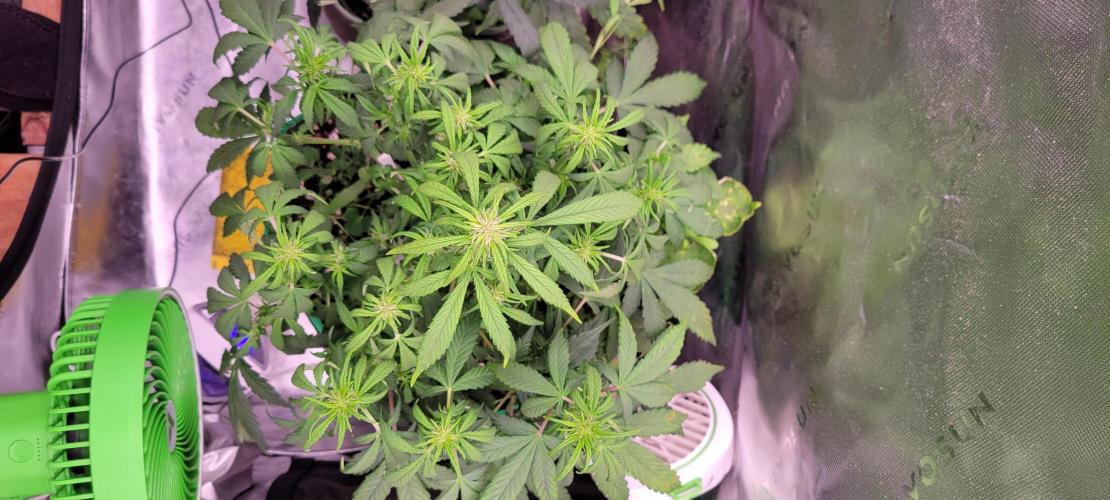 Banana Purple Punch RF3🍌👊. Week 6