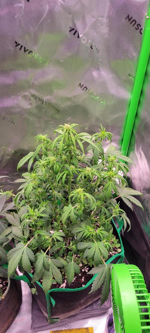 Banana Purple Punch RF3🍌👊. Week 6