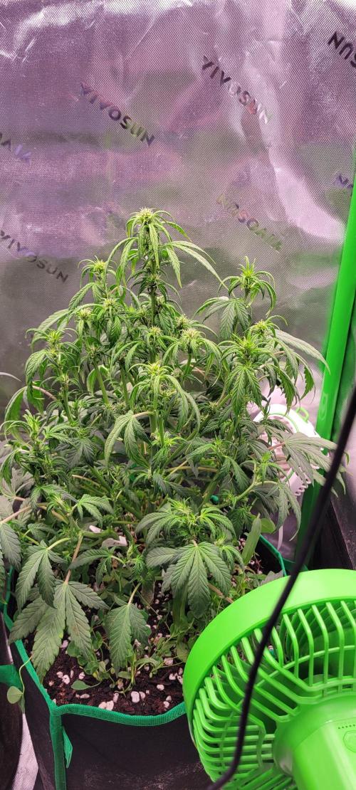 Banana Purple Punch RF3🍌👊. Week 6