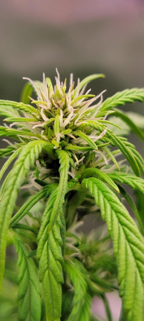 Banana Purple Punch RF3🍌👊. Week 6