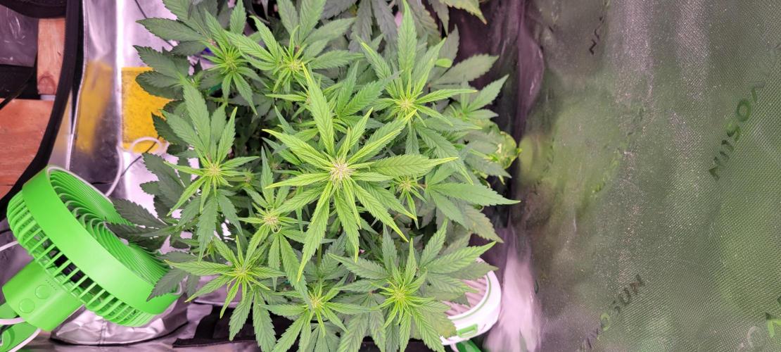 Banana Purple Punch RF3🍌👊. Week 6