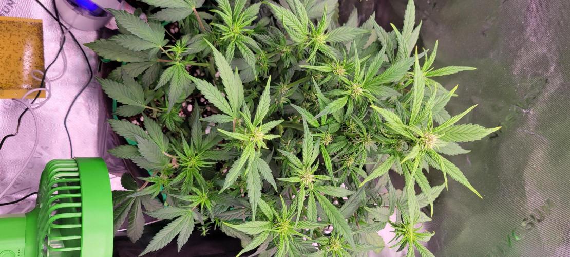 Banana Purple Punch RF3🍌👊. Week 6
