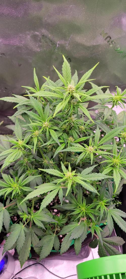 Banana Purple Punch RF3🍌👊. Week 6