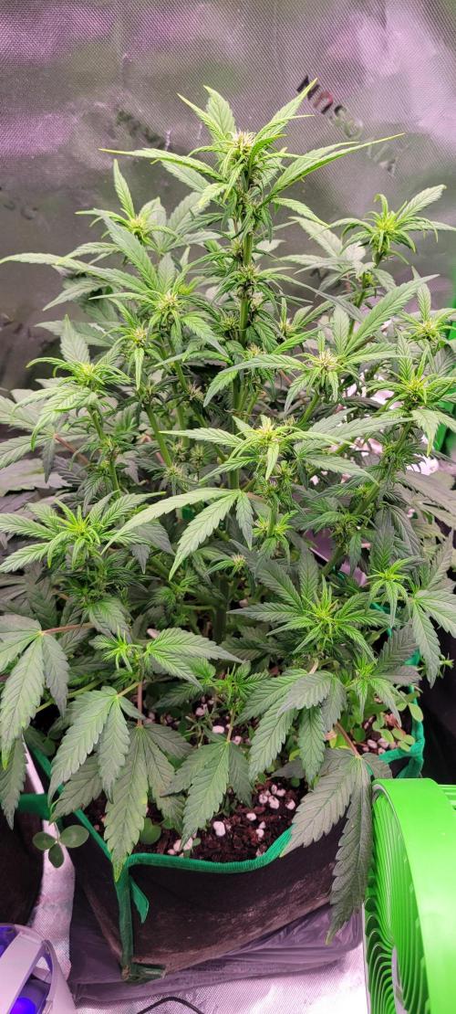 Banana Purple Punch RF3🍌👊. Week 6