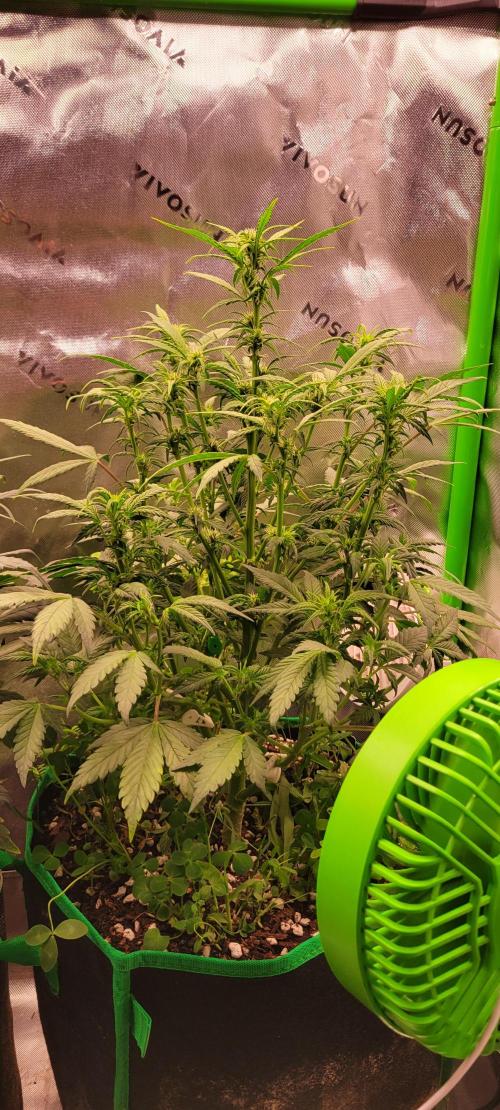 Banana Purple Punch RF3🍌👊. Week 6