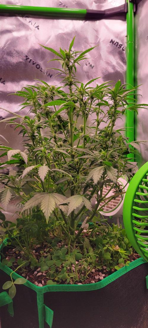 Banana Purple Punch RF3🍌👊. Week 6