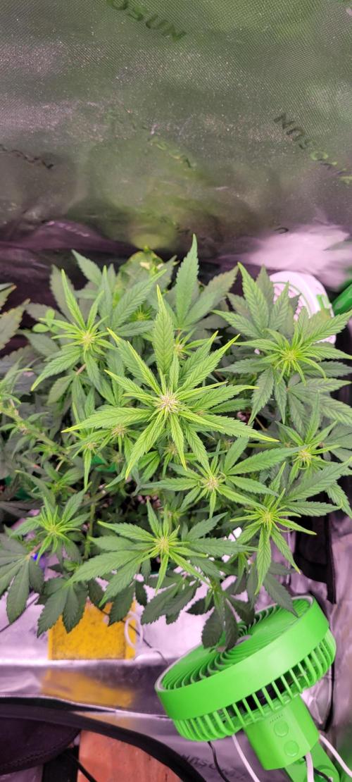 Banana Purple Punch RF3🍌👊. Week 6