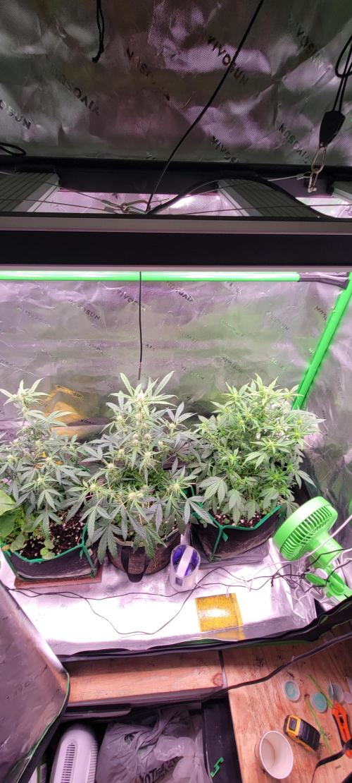 Banana Purple Punch RF3🍌👊. Week 6