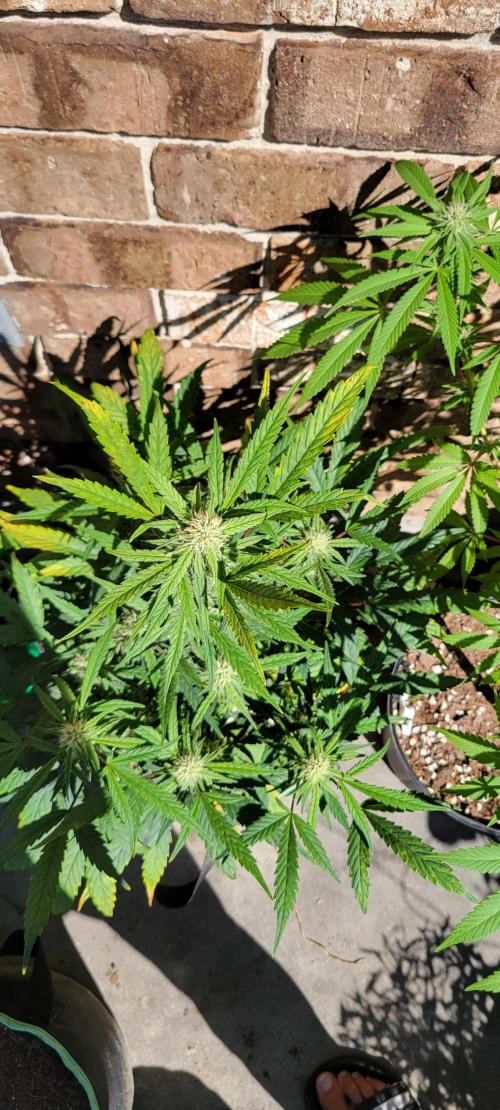 ETHOS NYCD. Week 7