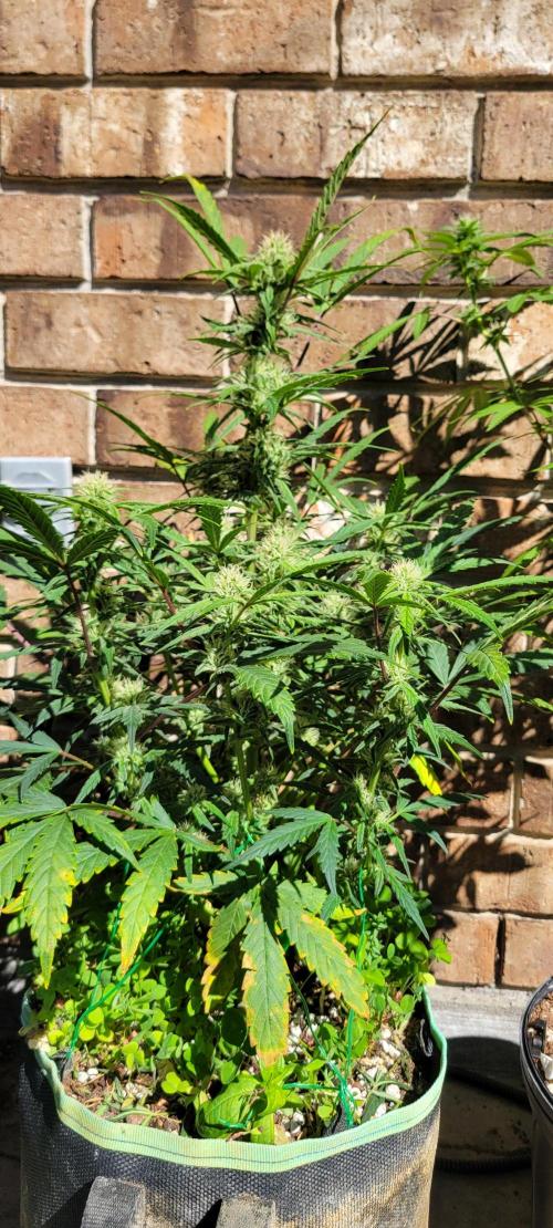 ETHOS NYCD. Week 7