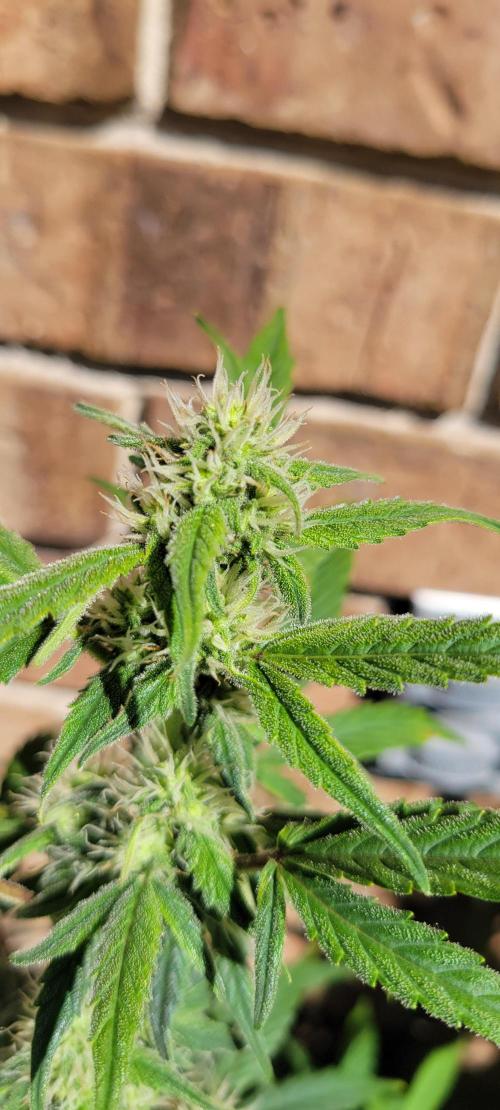 ETHOS NYCD. Week 7