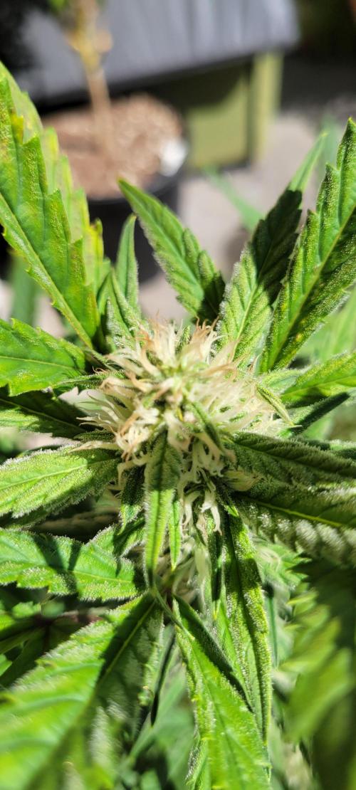 ETHOS NYCD. Week 7