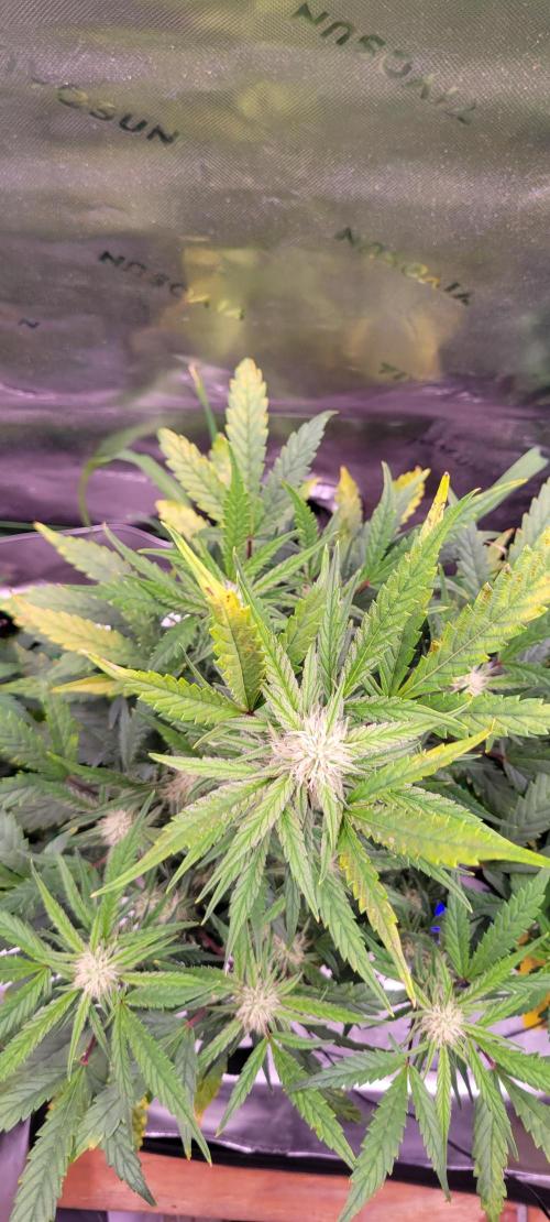 ETHOS NYCD. Week 7