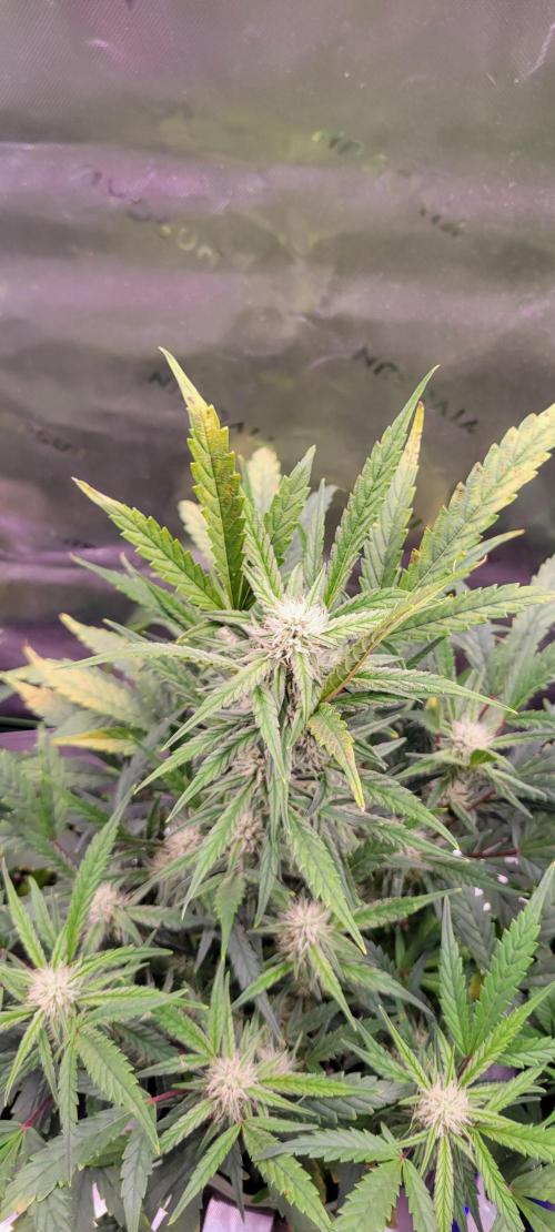 ETHOS NYCD. Week 7
