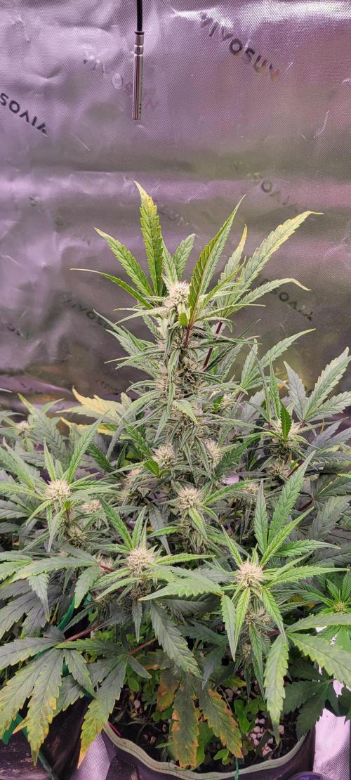 ETHOS NYCD. Week 7