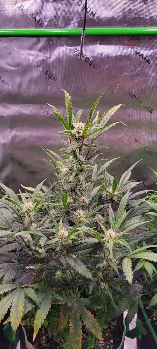 ETHOS NYCD. Week 7