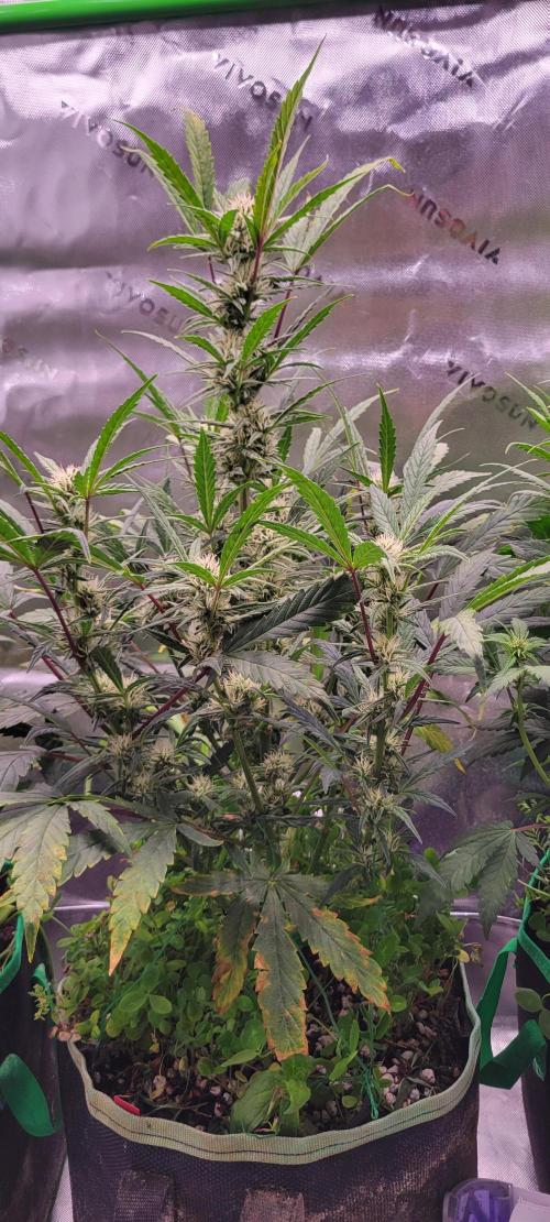 ETHOS NYCD. Week 7
