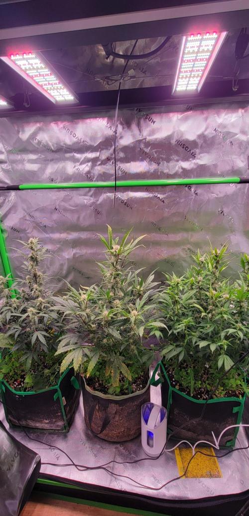 ETHOS NYCD. Week 7