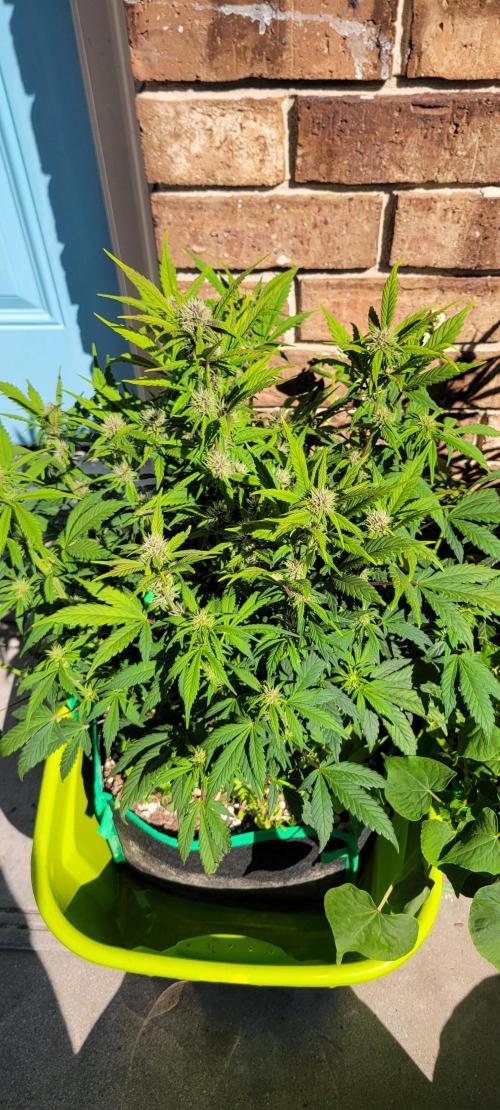 Banana Purple Punch RF3🍌👊. Week 7