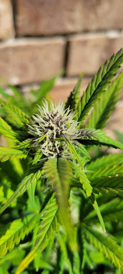 Banana Purple Punch RF3🍌👊. Week 7