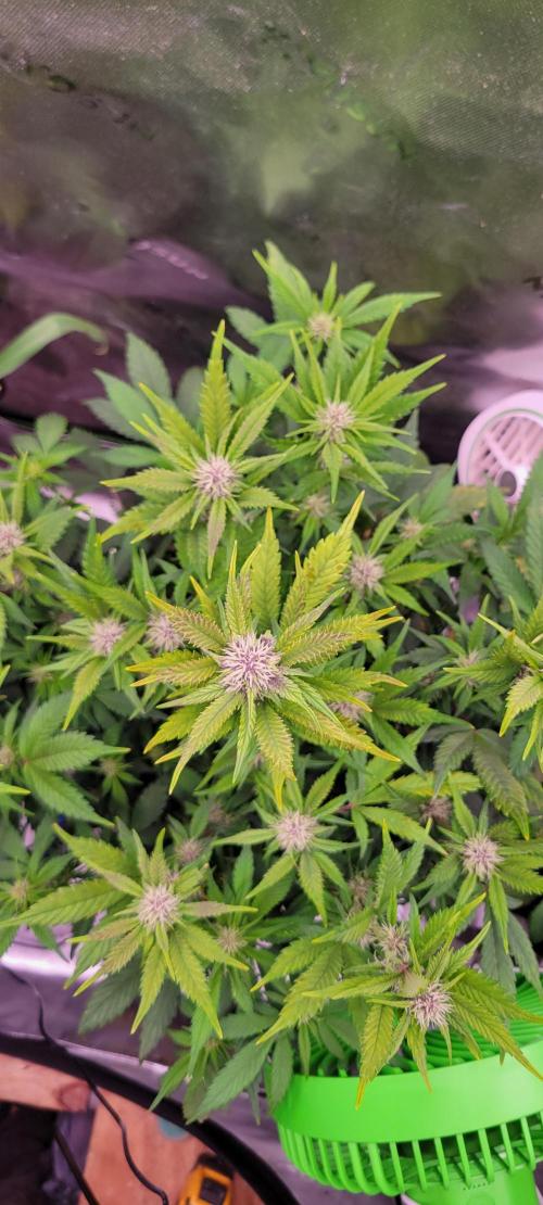 Banana Purple Punch RF3🍌👊. Week 7