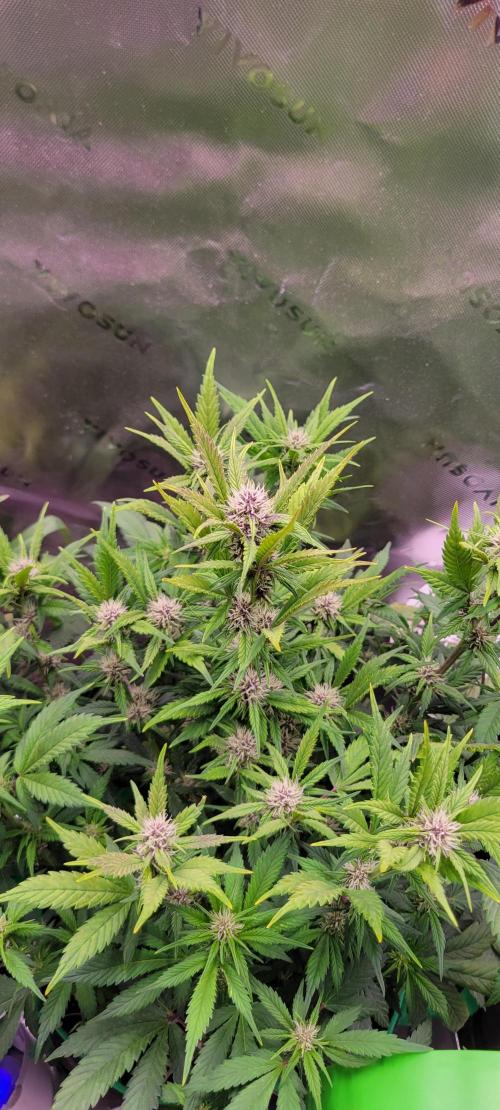 Banana Purple Punch RF3🍌👊. Week 7