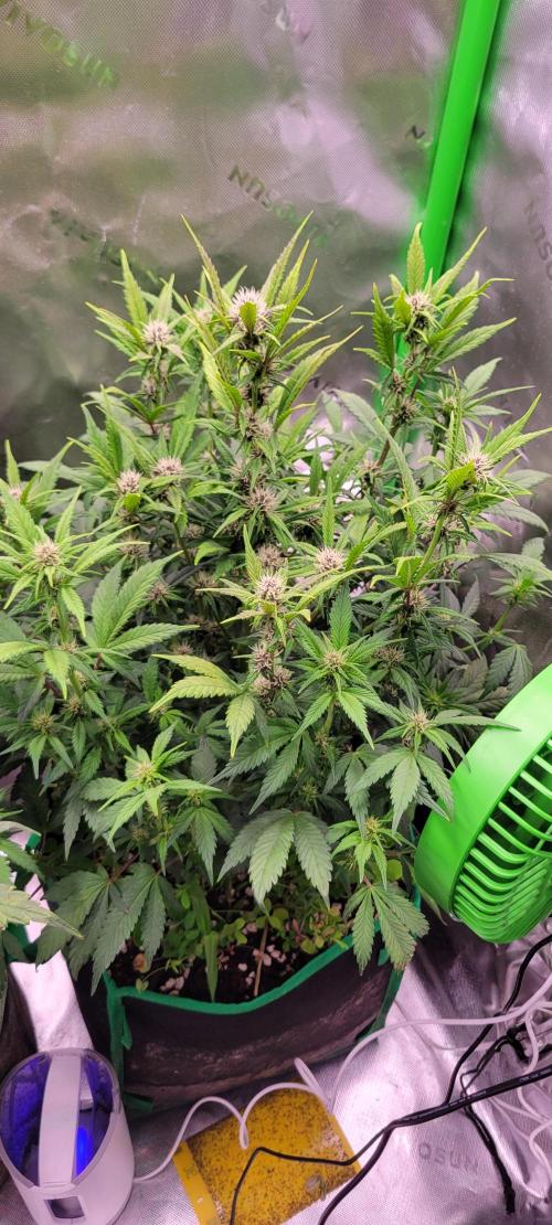 Banana Purple Punch RF3🍌👊. Week 7