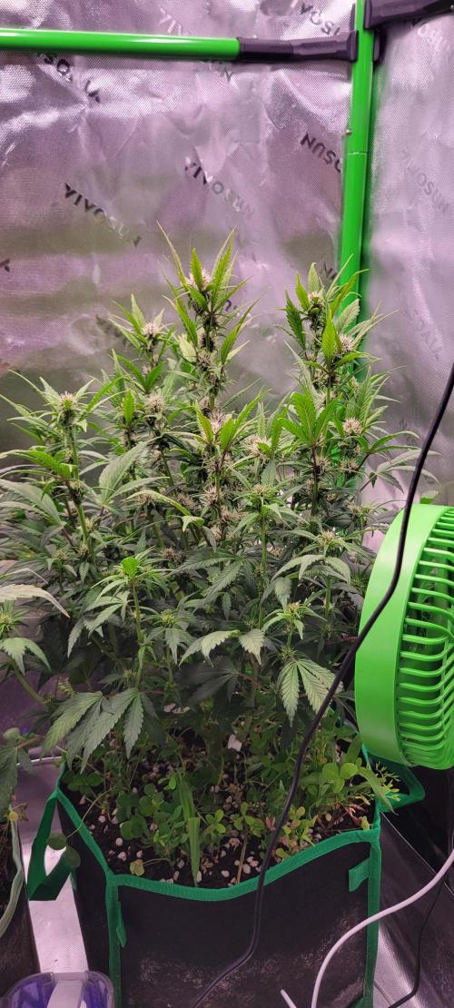 Banana Purple Punch RF3🍌👊. Week 7