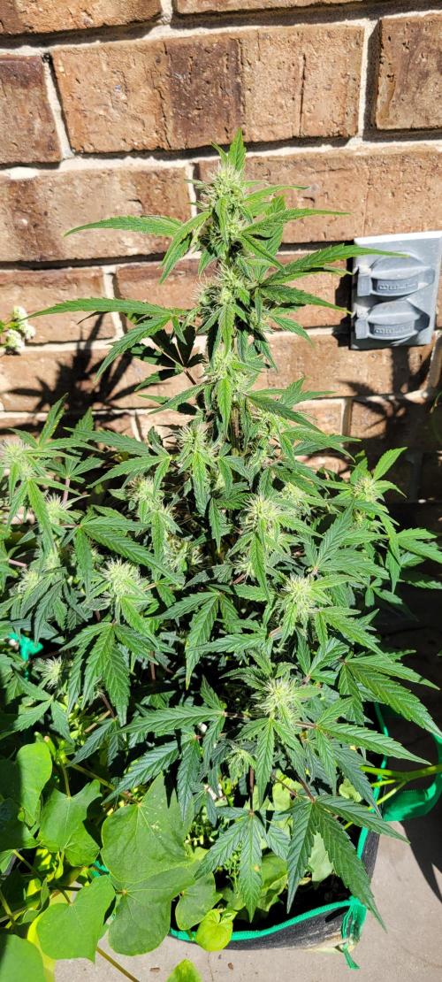 Grape Ape F1 Zamnesia. Week 7