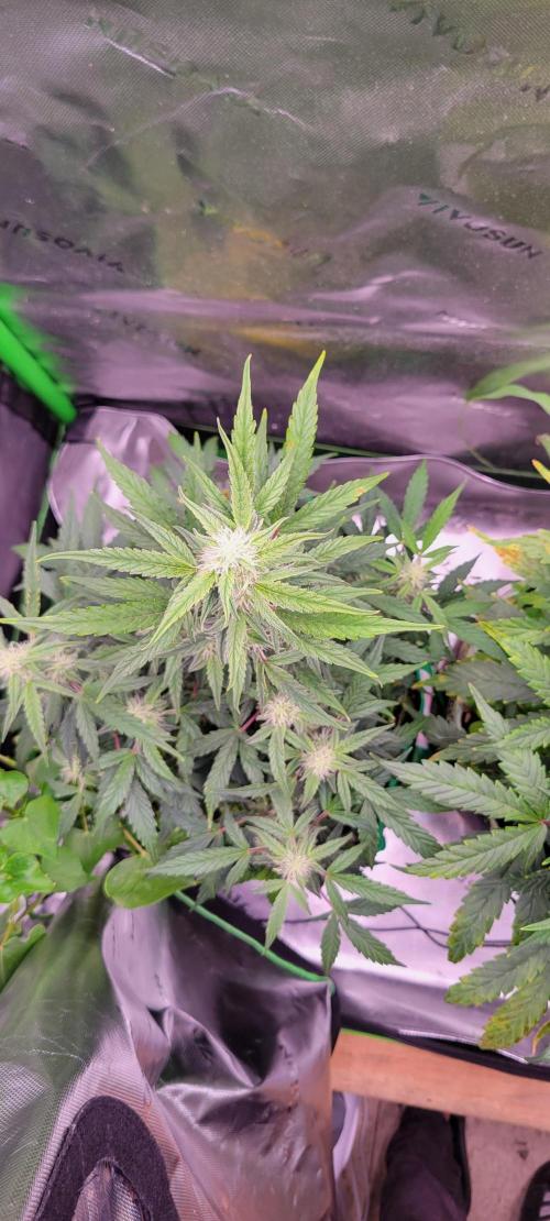 Grape Ape F1 Zamnesia. Week 7