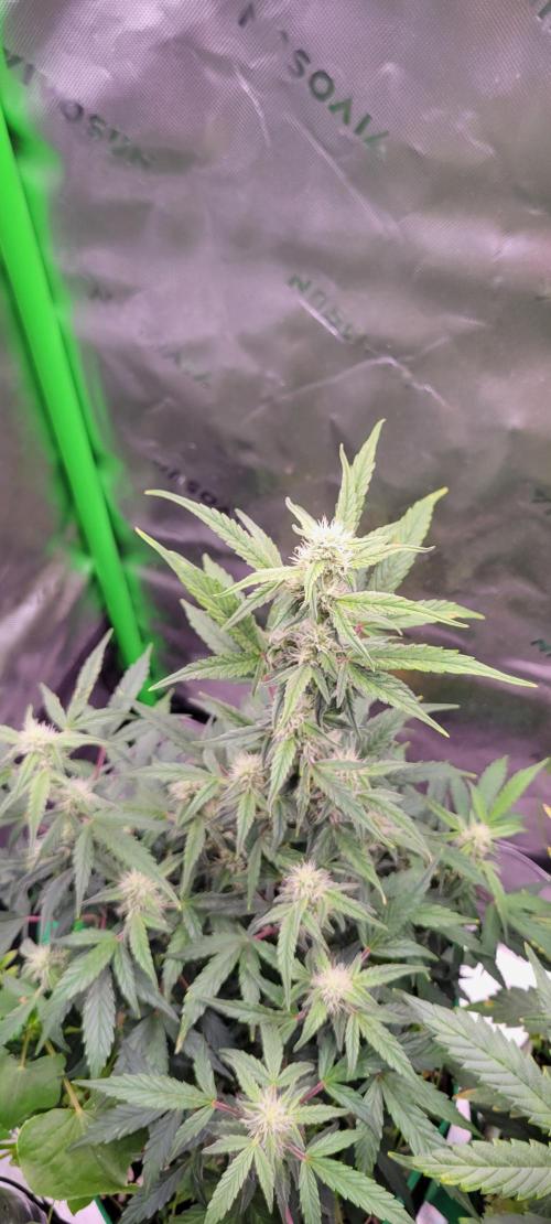 Grape Ape F1 Zamnesia. Week 7