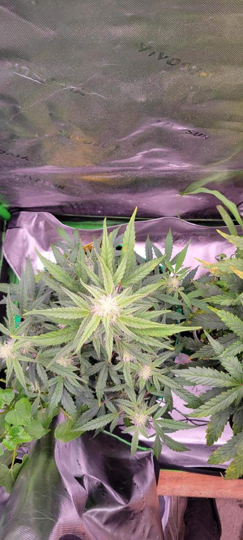 Grape Ape F1 Zamnesia. Week 7