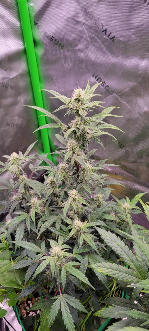 Grape Ape F1 Zamnesia. Week 7
