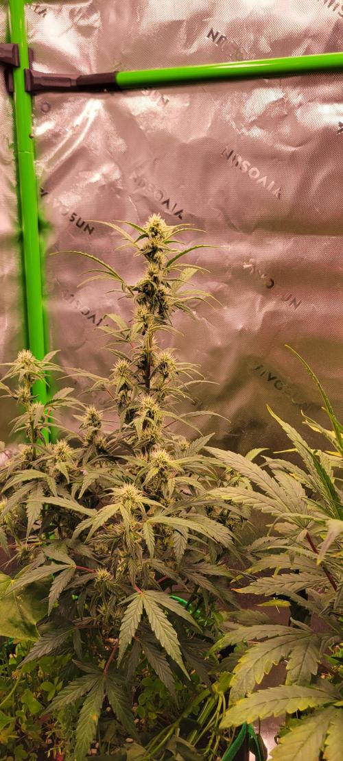 Grape Ape F1 Zamnesia. Week 7