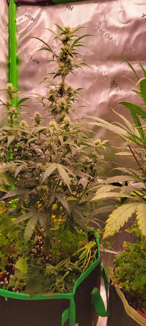 Grape Ape F1 Zamnesia. Week 7