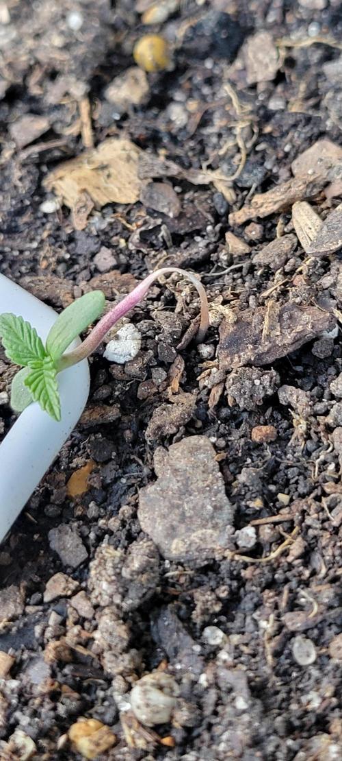 🍋🍒🍪 Lemon Cherry Cookies. Week 0