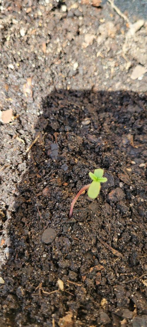 RF3 Strawberry Gorilla🍓. Week 0