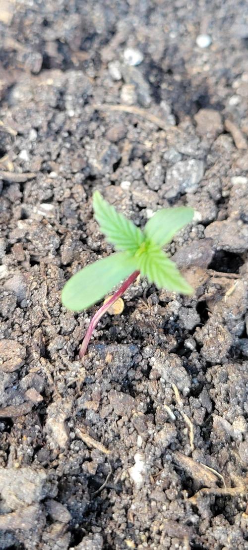 RF3 Strawberry Gorilla🍓. Week 0