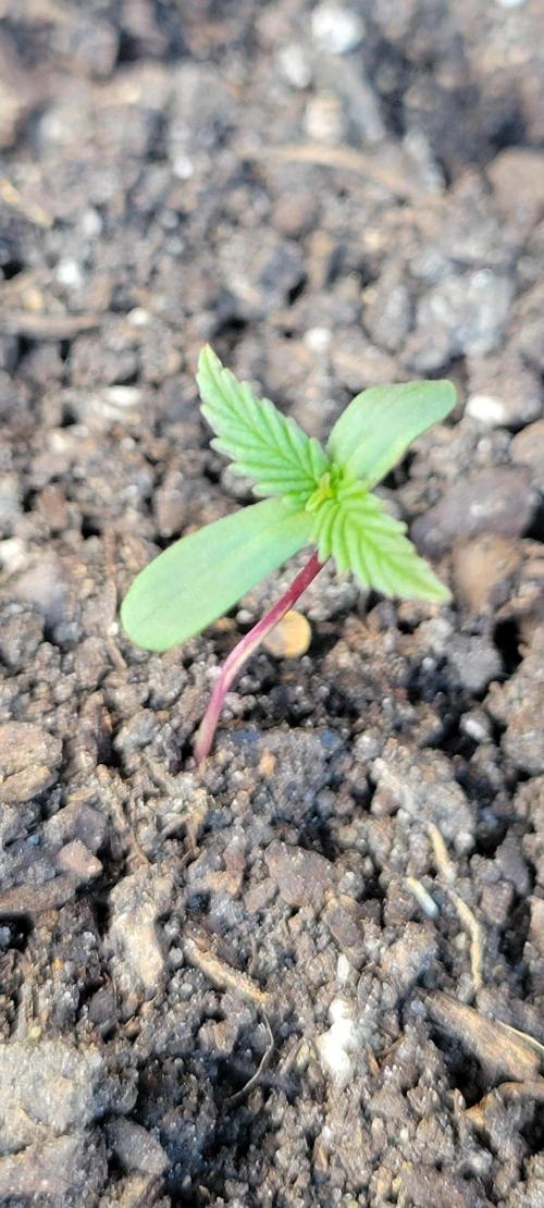 RF3 Strawberry Gorilla🍓. Week 0