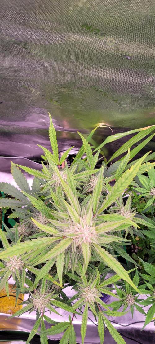 ETHOS NYCD. Week 8