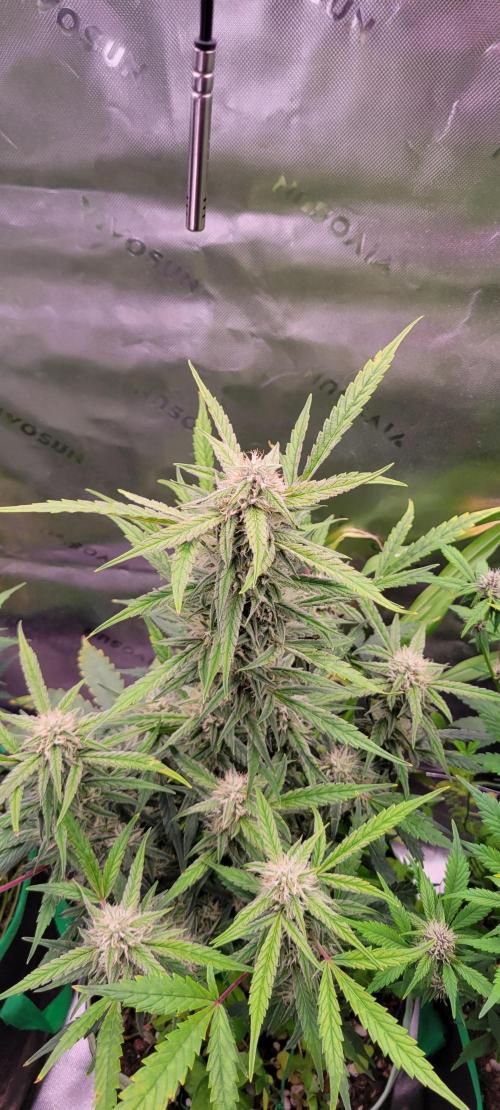 ETHOS NYCD. Week 8